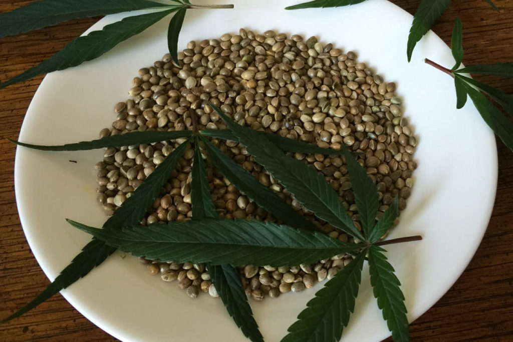 Cannabis Seeds