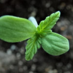 Germinating Cannabis Seeds