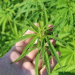 cannabis training techniques fimming nuggiehub