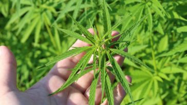 cannabis training techniques fimming nuggiehub