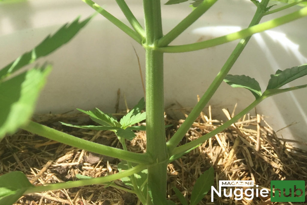 The image above shows two clearly visible node points on a cannabis plant's main stem