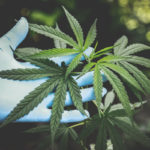 Cannabis Training Techniques Topping