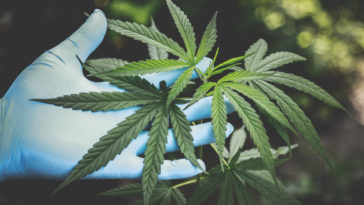 Cannabis Training Techniques Topping