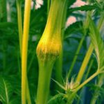 Cannabis Training Techniques Super Cropping