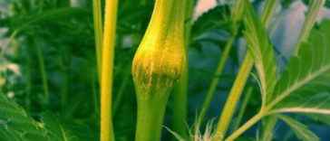 Cannabis Training Techniques Super Cropping