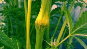 Cannabis Training Techniques Super Cropping
