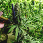pruning cannabis plants