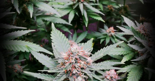 Big Bush Auto Feminised Seeds