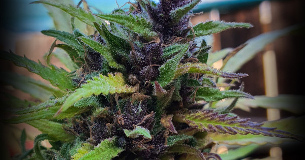 Purple Bud Regular Seeds