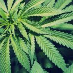 Cannabis Ruderalis