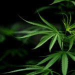 Understanding Cannabis Subspecies - Sativa