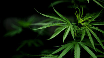 Understanding Cannabis Subspecies - Sativa